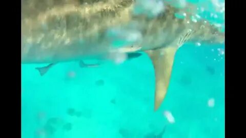 Видео опасная акула