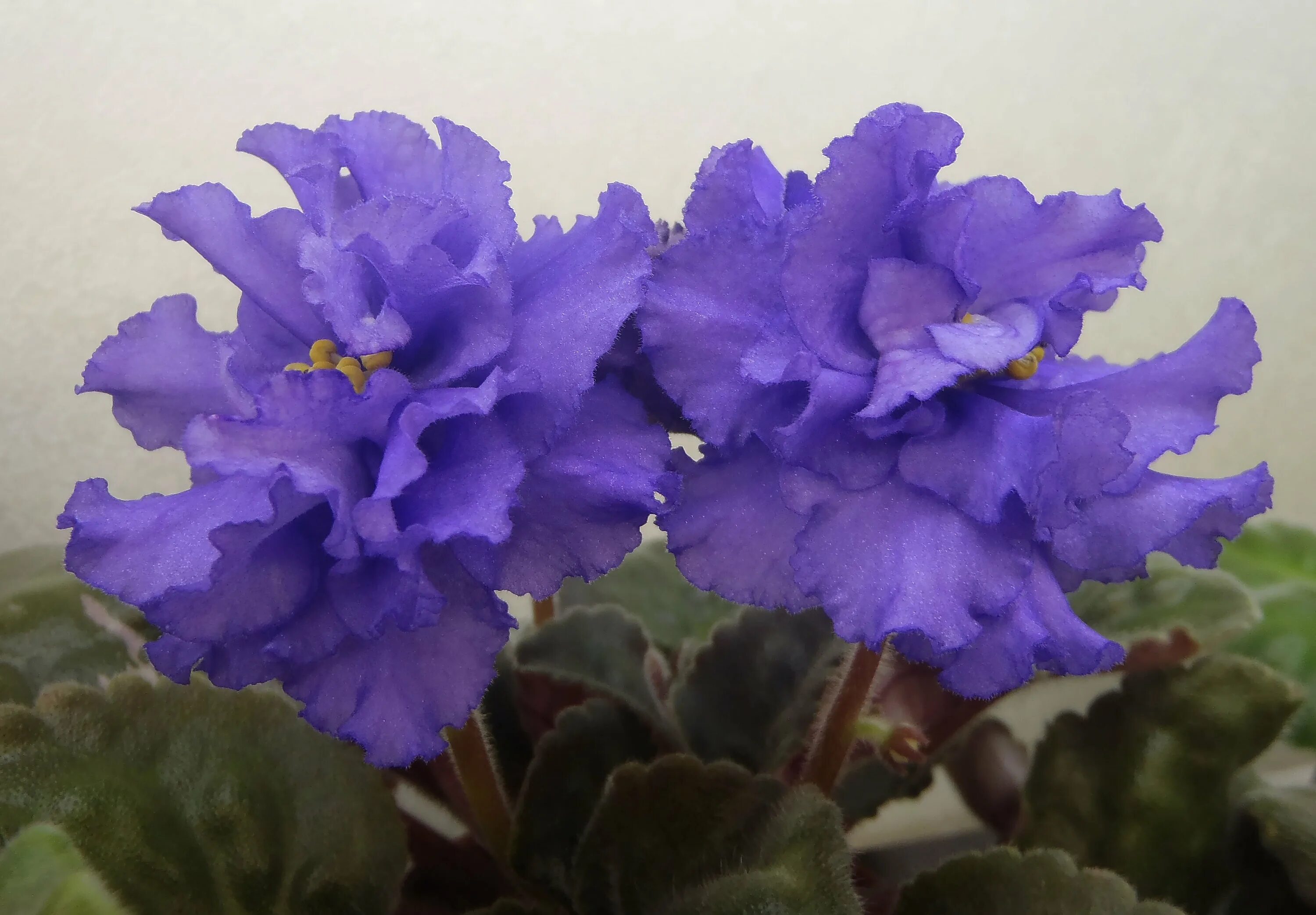 Фиалка нк жюль верн. Фиалка нк тирский пурпур. Фиалки сорта нк. Сенполия императорский сад. Фиалки сорта нк.