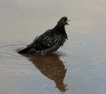 Вода для голубей