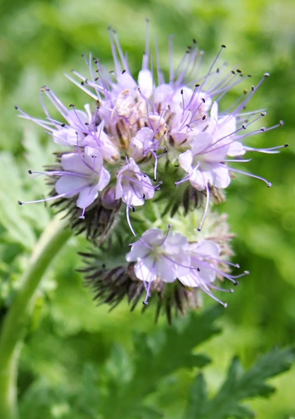 Фацелия пижмолистная. Фацелия рябинколистная. Фацелия пижмолистная Phacelia tanacetifolia. Фацелия пижмолистная медонос. Фацелия фото цветов