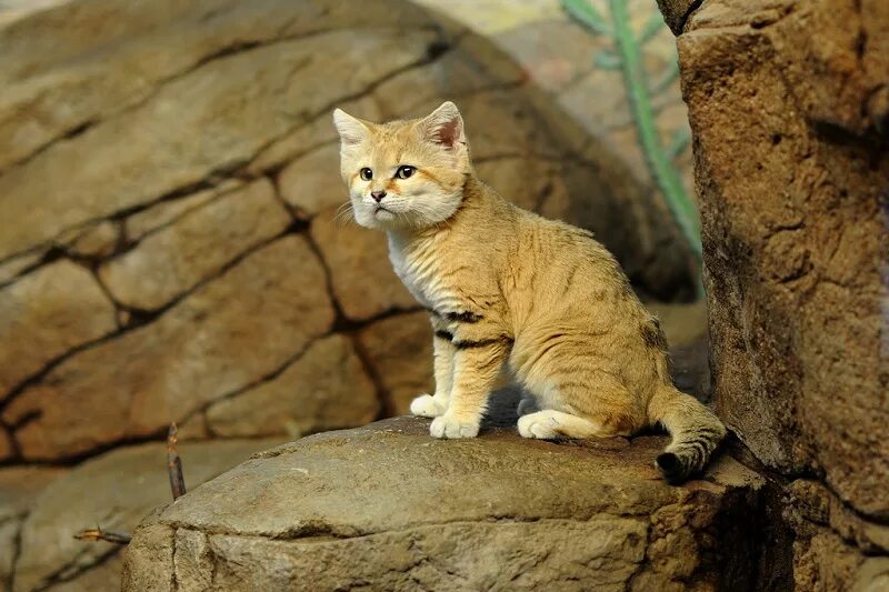 Кошка пустыни. Барханный кот. Песчаная барханная кошка. Животные пустыни барханный кот. Барханная кошка (Песчаная кошка).