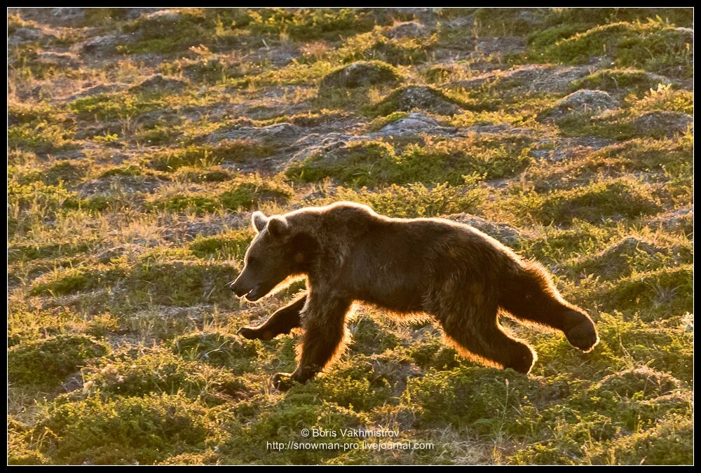Макс скорость медведя. Бурый медведь Кольский полуостров. Медведь бежит. Медведь убегает. Бурый медведь бежит.