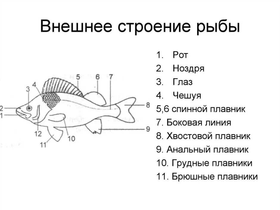 Надкласс рыбы внешнее строение. Строение надкласса рыб. Внешнее и внутреннее строение рыб. Внутренне строение рыбы схема. Рыбы 11 класс