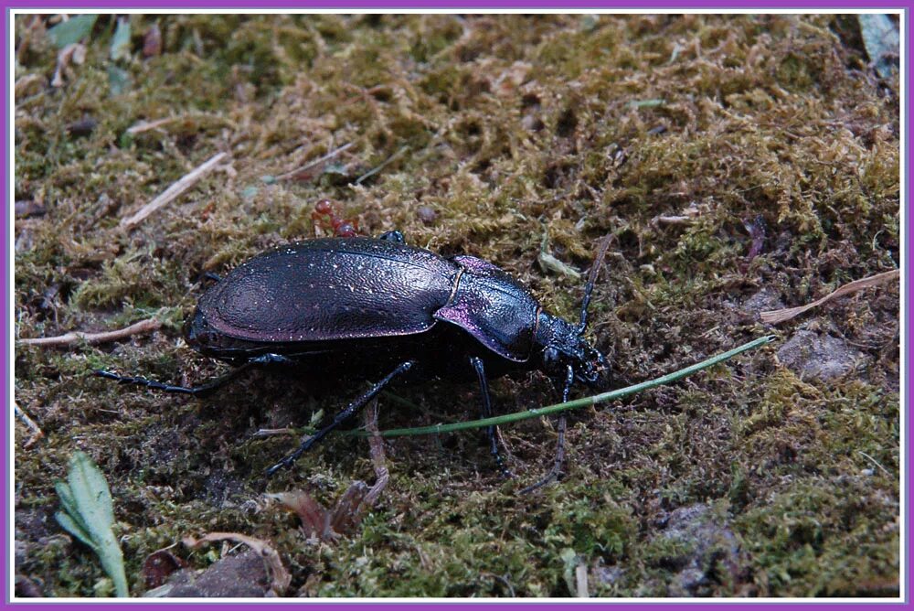 Жужелицы (carabidae). Жужелица лесная. Кто ест тлей. Жужелицы (carabidae). Жужелица лесная.