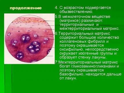 Межклеточного вещества в виде минерализованных пластинок