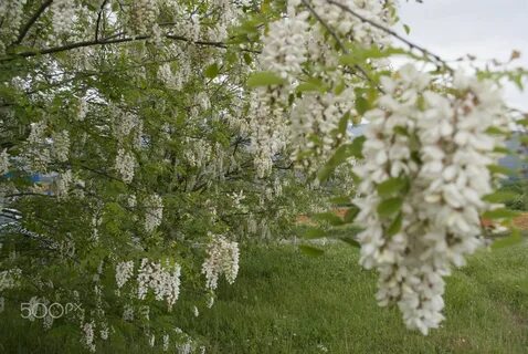 Каждый посаженный им куст акации или сирени