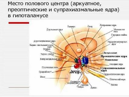 Какие ядра в гипоталамусе