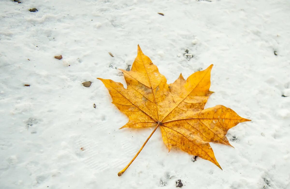 Snow leaf