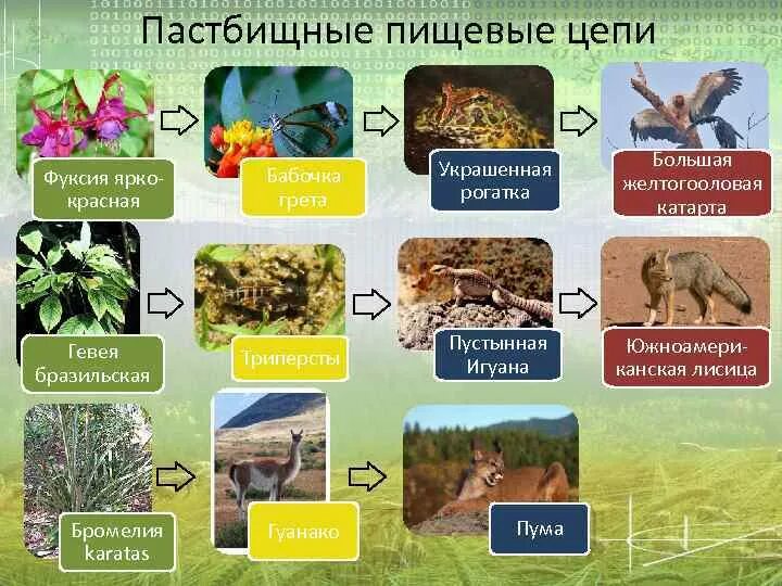 Пастбищное питание пример. Пастбищное питание пример