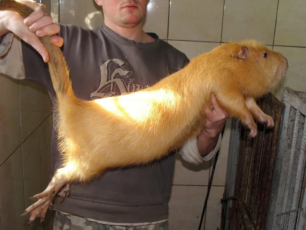 Животное похожее на большую крысу. Нутрия большая крыса. Большие крысы нутрии. Нутрия крыса. Огромная крыса нутрия.