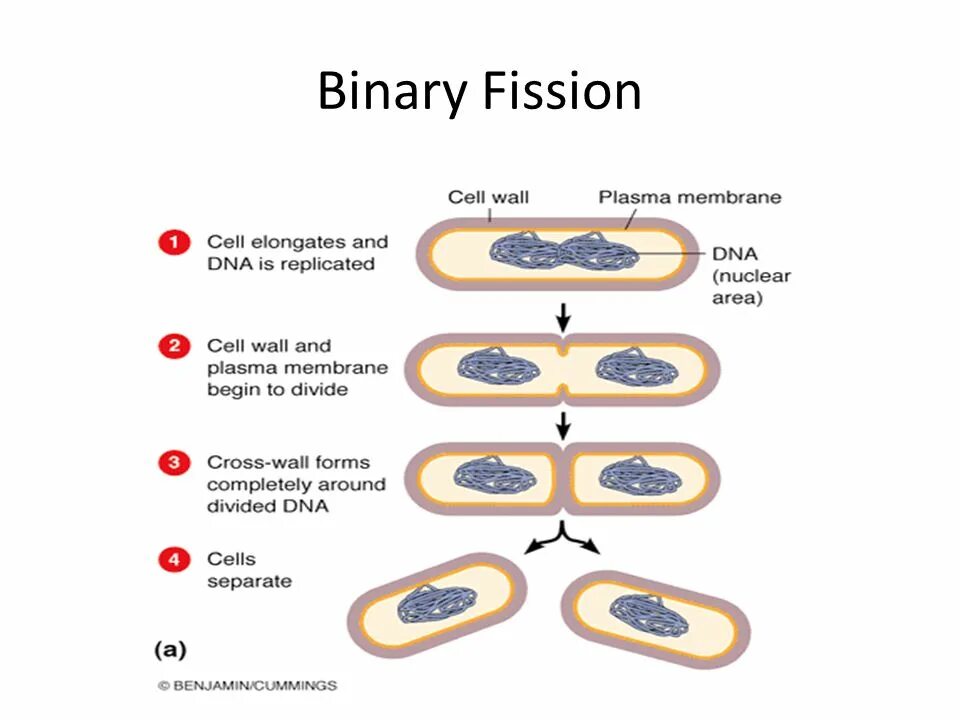 Fission перевод. Binary Fission. Binary Fission of bacteria. Bacteria reproduction. Steps of binary Fission.