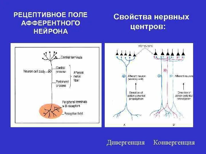 Поле рефлекса. Конвергенция нервных центров. Свойства нервных центров физиология. Структура нервного центра. Рецептивное поле нейрона.