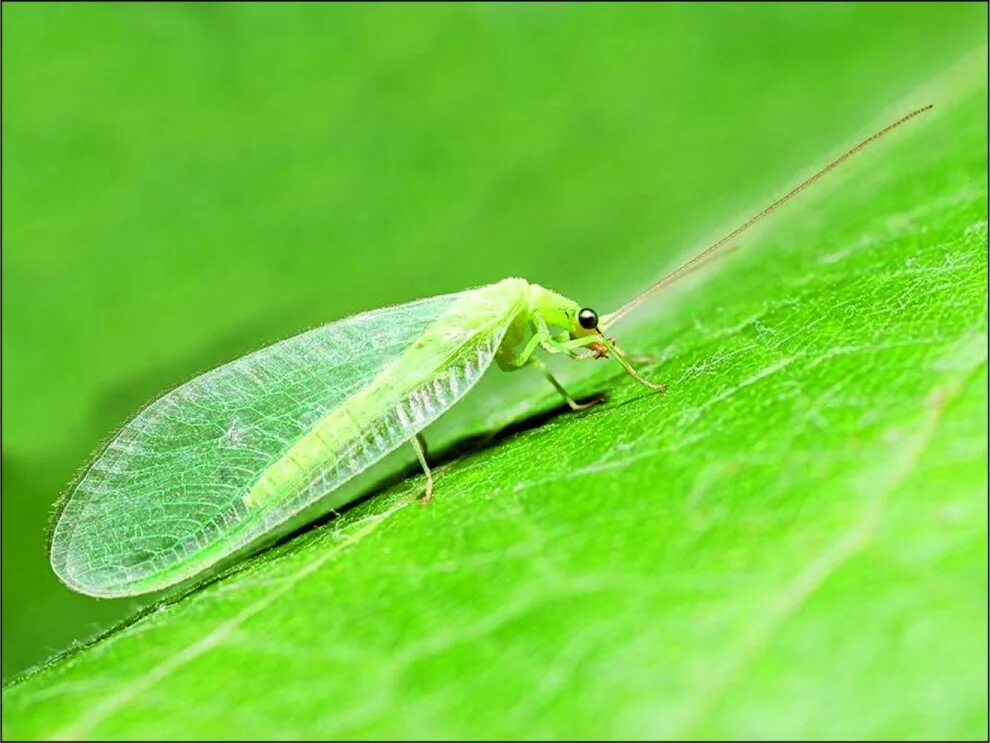 Зеленые летающие насекомые. Зеленое крылатое насекомое. Муха зеленоглазка. Стрекоза синяя драгонфлай. Златоглазка обыкновенная chrysoperla carnea.