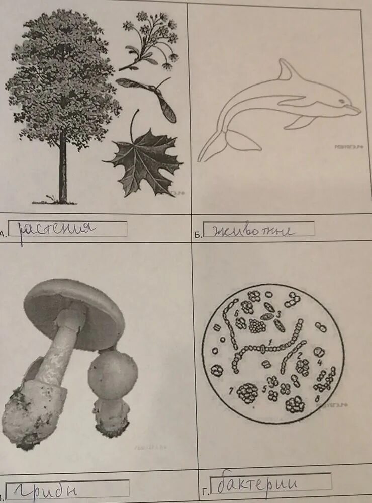 Два изображенных на фотографиях объекта объединены общим признаком. Что выпадает из общего ряда грибы растения животные. Название объекта выпадающего из общего ряда грибы животные растения. Три объекта на рисунке объединены общим признаком.