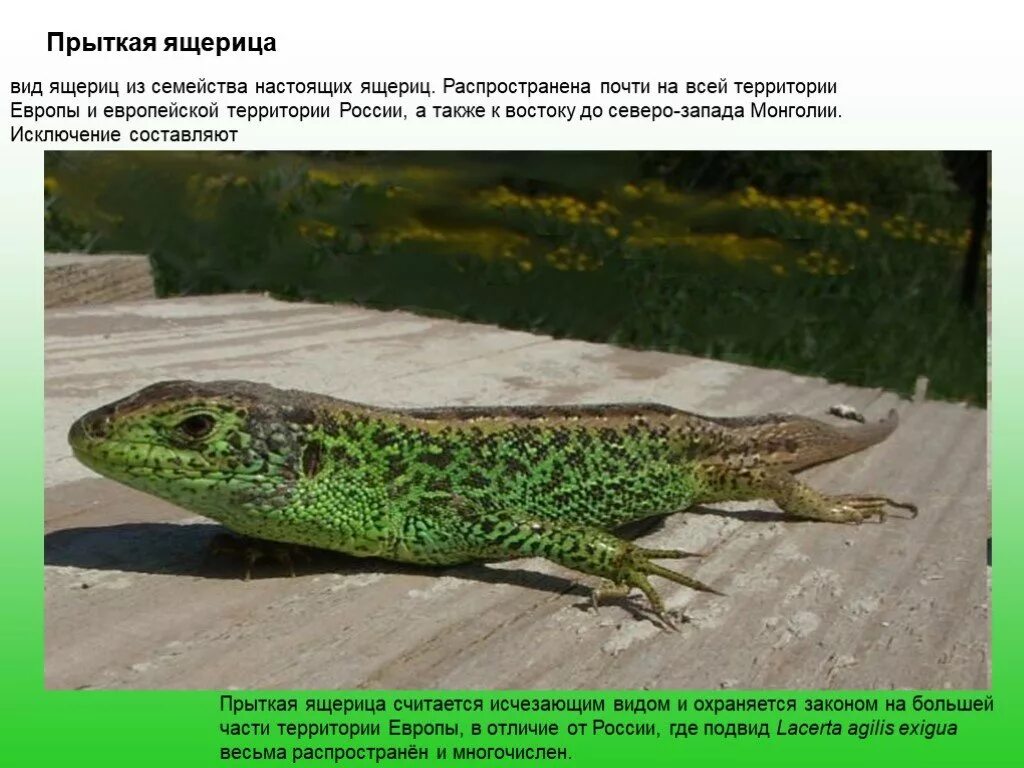 Ящерица красной книги. Прыткая ящерица красная книга. прыткая ящерица настоящие ящерицы. прыткая ящерица красная книга хмао. ящерица занесенная в красную книгу.