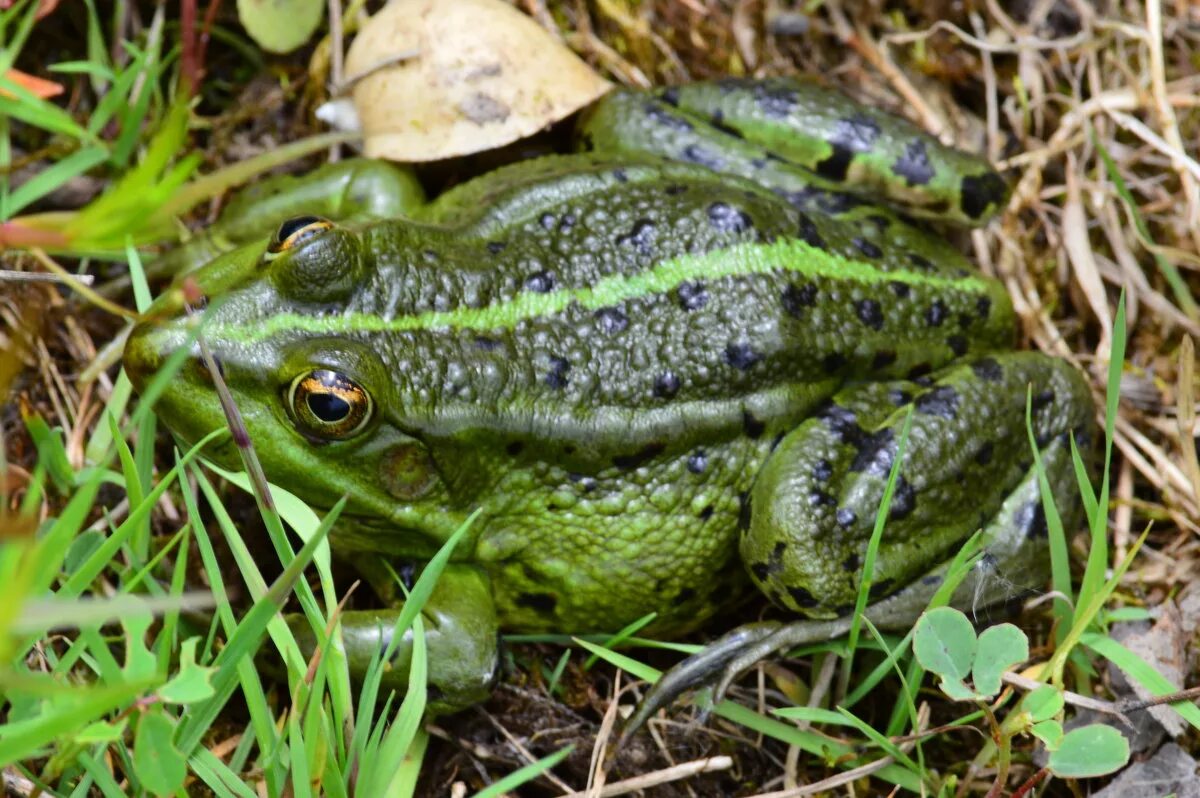 Спинная лягушка. Чернорубцовая жаба. Зеленая жаба. Лягушка с зеленой полосой на спине. Зеленая лягушка с черными полосками.