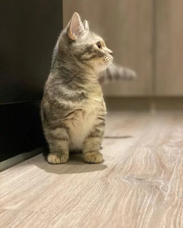 Кошки которые не растут