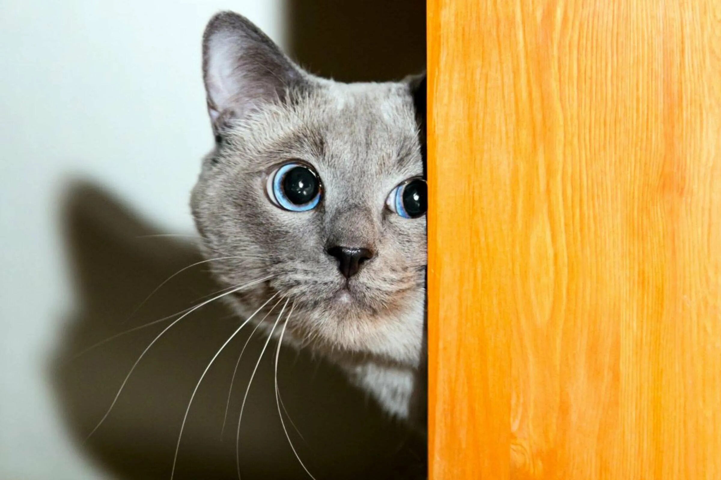 Кот на окне. Красивая кошка с зелеными глазами. Кот уставился в пустоту. Кот выглядывает. Кошка.