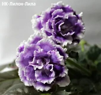 Фиалка нк лилон лила