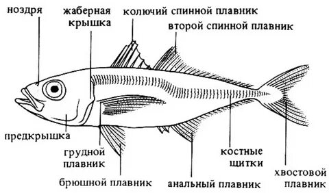 Плавники сельди и плавники дельфина