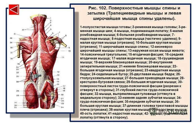 Строение поверхностных мышц. Мышцы спины. мышцы спины поверхностный слой. поверхностные мышцы спины. поверхностные и глубокие мышцы.