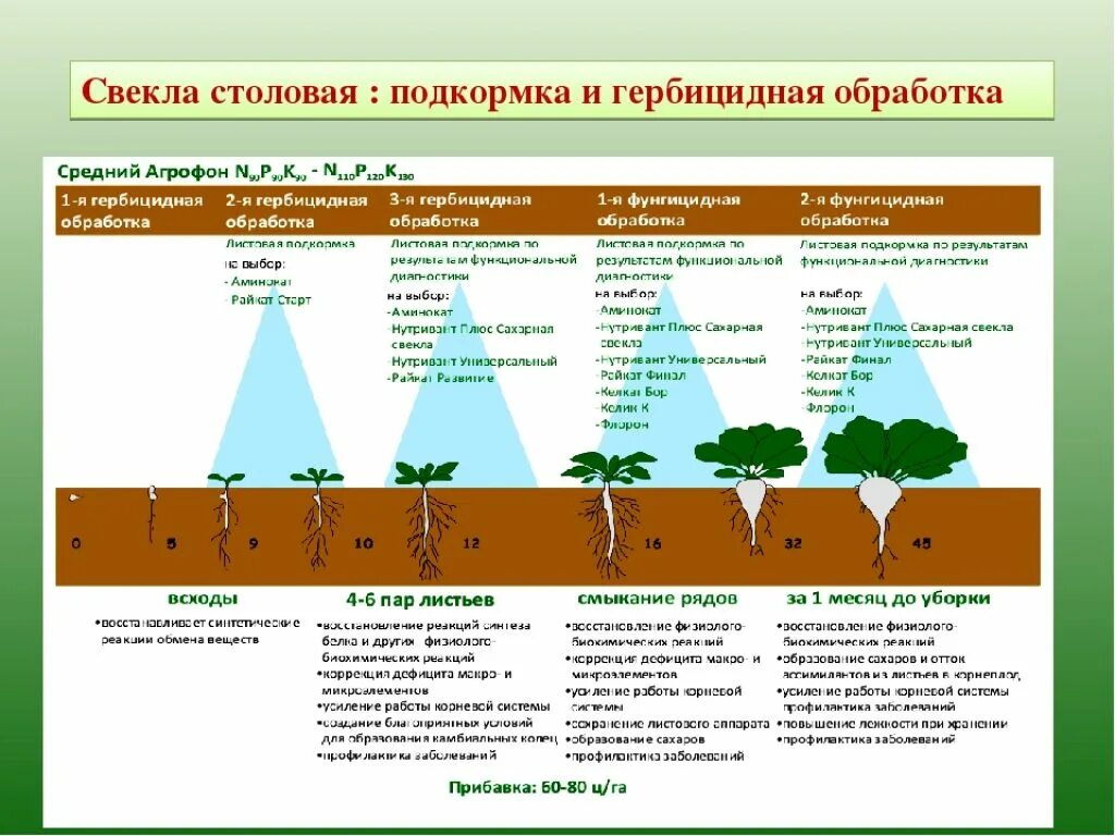 Схема посадки кормовой свеклы. Схема листовой подкормки сахарной свеклы. Схема посадки сахарной свеклы. Фазы роста свеклы столовой.