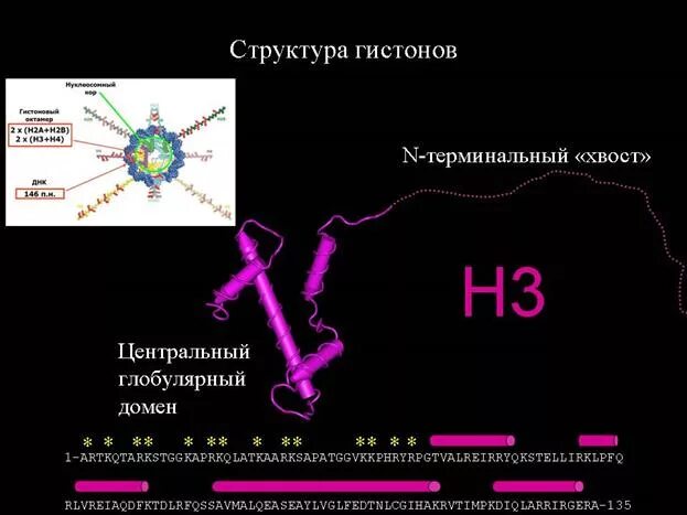 Предположите какая из представленных последовательностей принадлежит гистону