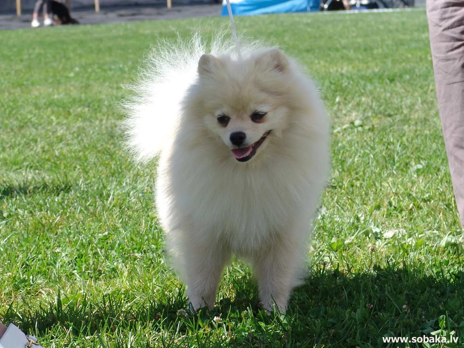 почему собака шпиц. собака померанский шпиц. померанский шпиц алопеция. собаки породы немецкий шпиц. пуховый шпиц померанский.