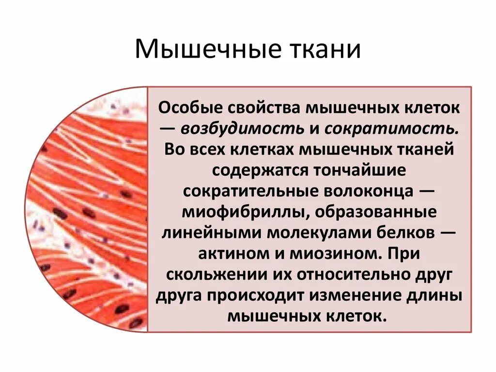 Мышечная ткань человека характеристика. Мышечная ткань строение и функции местоположение. Гладкая мышечная ткань особенности строения и функции. Гладкая мышечная ткань строение местонахождение функции. Особенности строения мышечной ткани 8 класс.