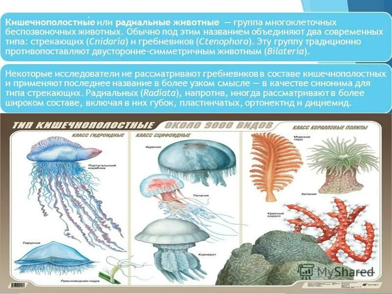 царство животные подцарство многоклеточные тип кишечнополостные. класс кишечнополостные таблица 7 класс. строение систем органов кишечнополостных. тип кишечнополостные подтипы. представители многоклеточные кишечнополостные.