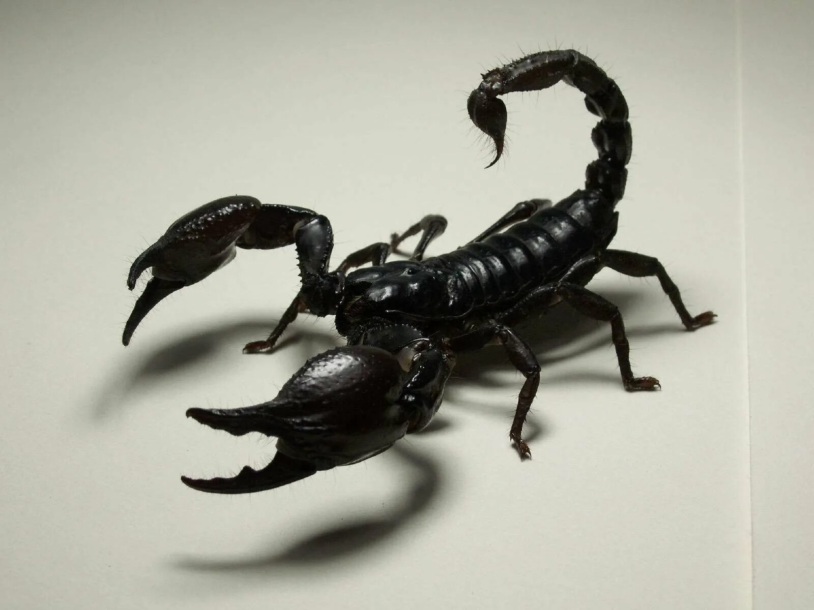 Scorpion white. Императорский Скорпион. Черный Скорпион. Темный Скорпион. Скорпион на белом фоне.