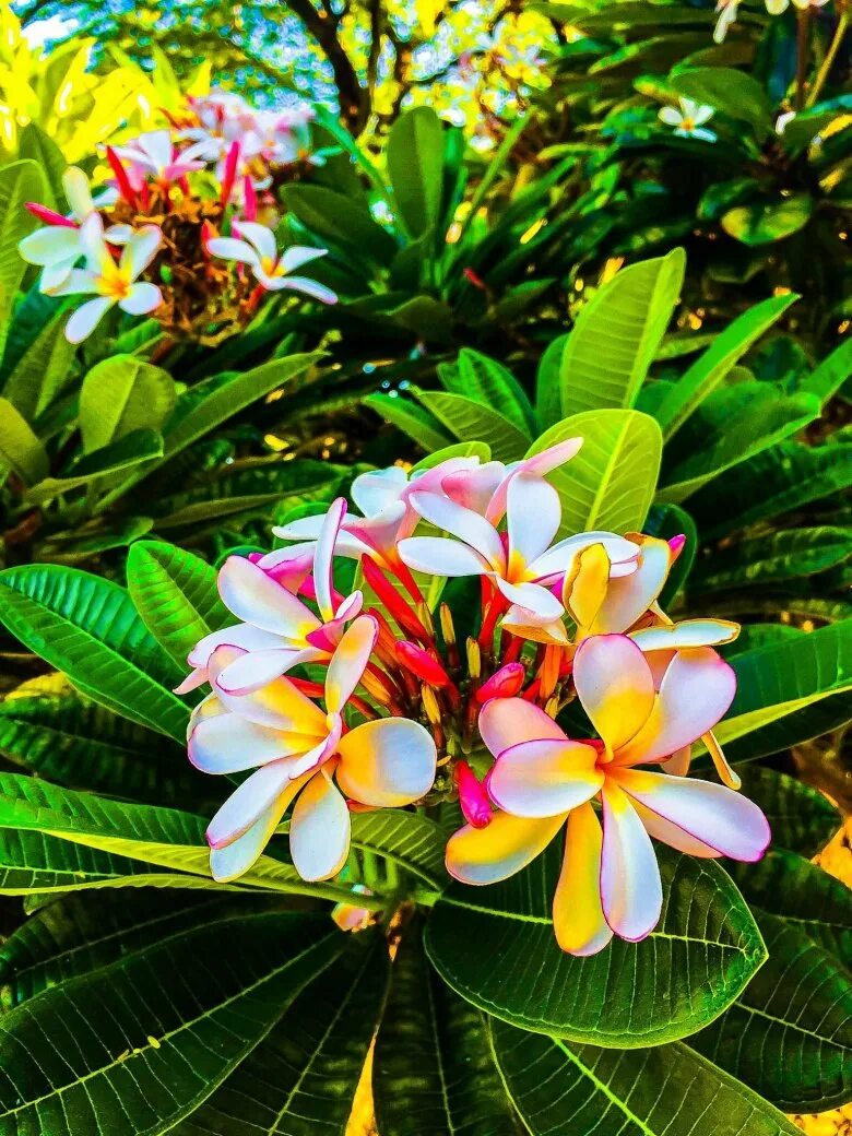 Tropical plant. Плюмерия цветок Гавайи. Франжипани Гавайи. Плюмерия Парадиз. Плюмерия Франжипани.