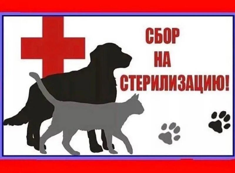отправили родную дочь на стерилизацию как называется. помогите собрать на стерилизацию собаки. собираем на стерилизацию. стерилизация животных. помогите на стерилизацию кошек.