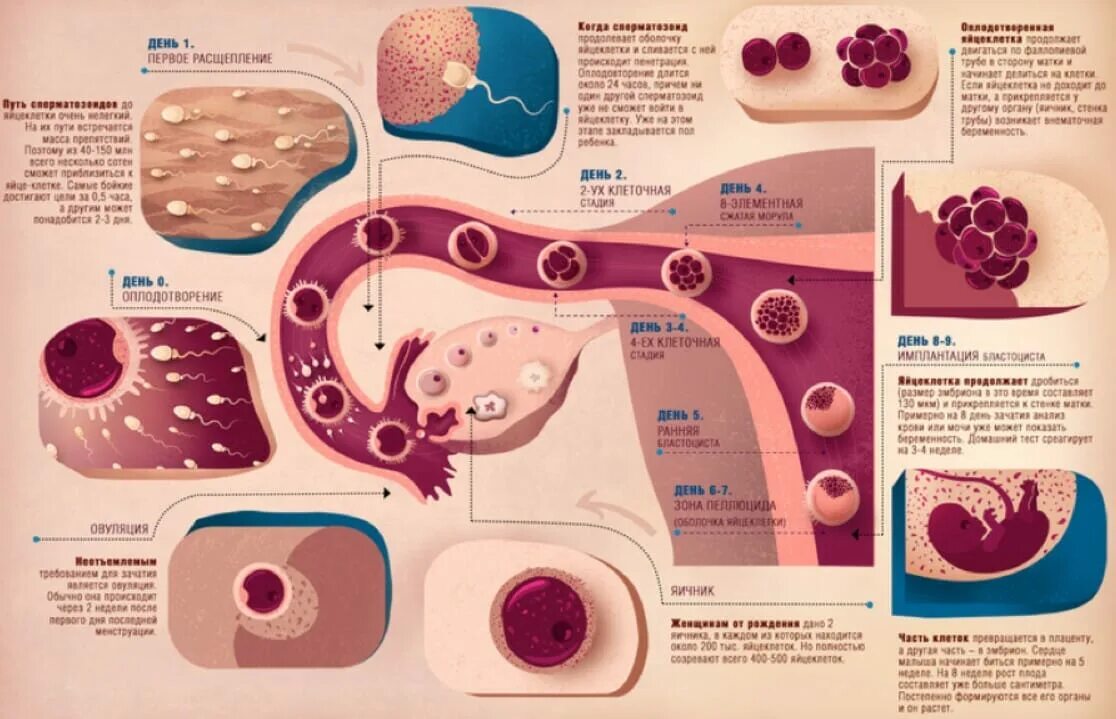 После каких дней наступает беременность. Зачатие. Как происходит зачаток. Оплодотворение яйцеклетки по дням. Процесс зачатия по дням.