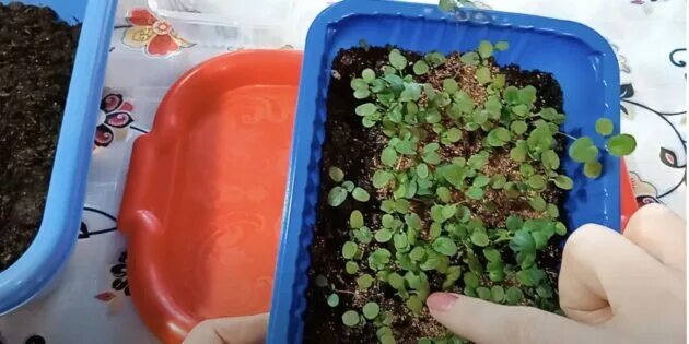 Как посадить виолу на рассаду из семян. Сеем виолу на рассаду. месячная рассада виолы. всходы виолы из семян. сажаем виолу на рассаду.