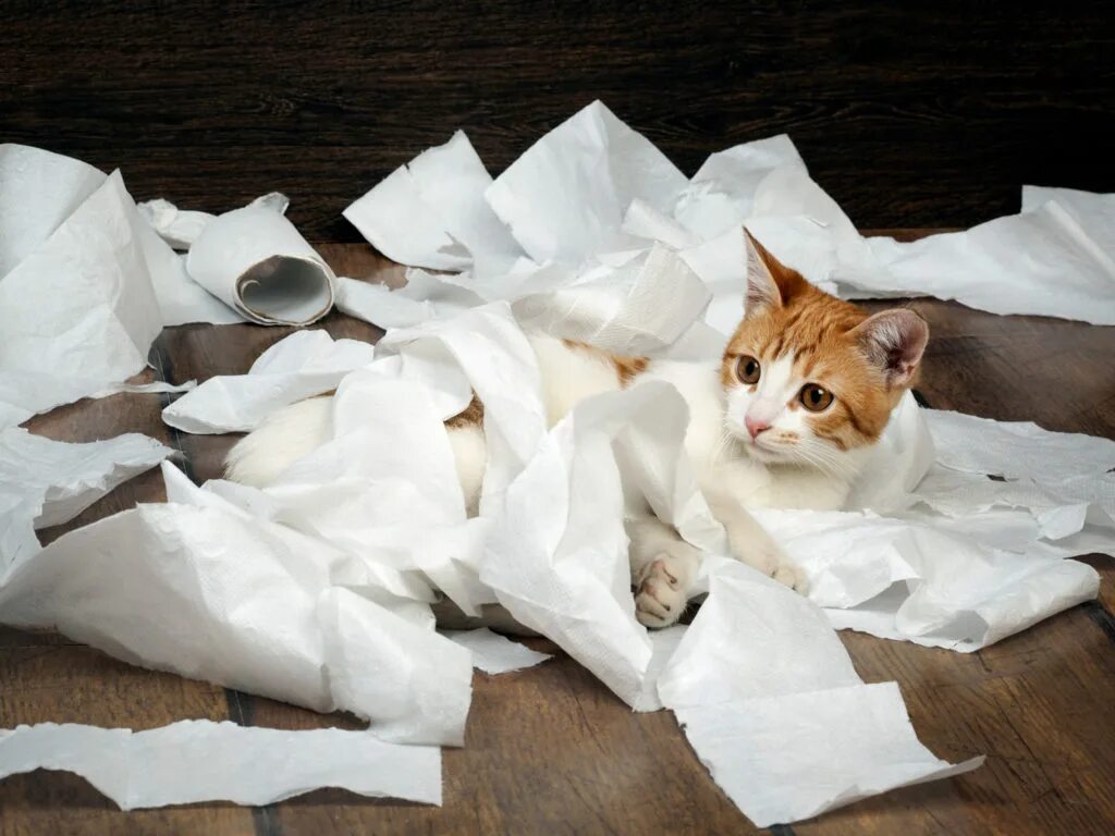 Кот разрушил. Туалетная бумага с котиками. кот с бумагами. котик на бумаге. котенок и туалетная бумага.
