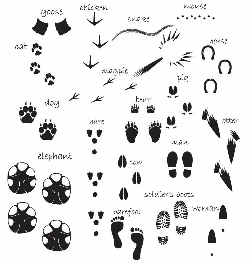Kindled inspiration animal traces. След кролика вектор. Следы лесных животных. Следы лесных животных для детей. Следы диких лесных животных.
