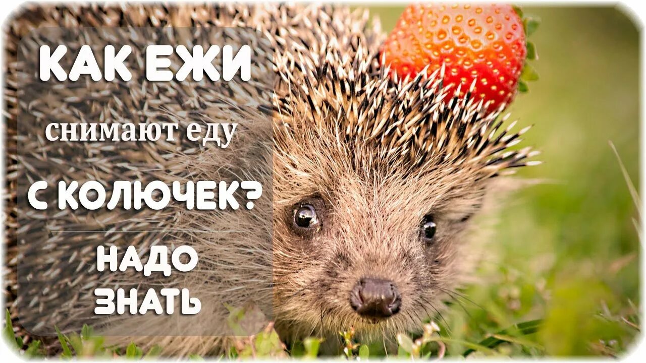Ежик есть яблоко. Ежик есть яблоко