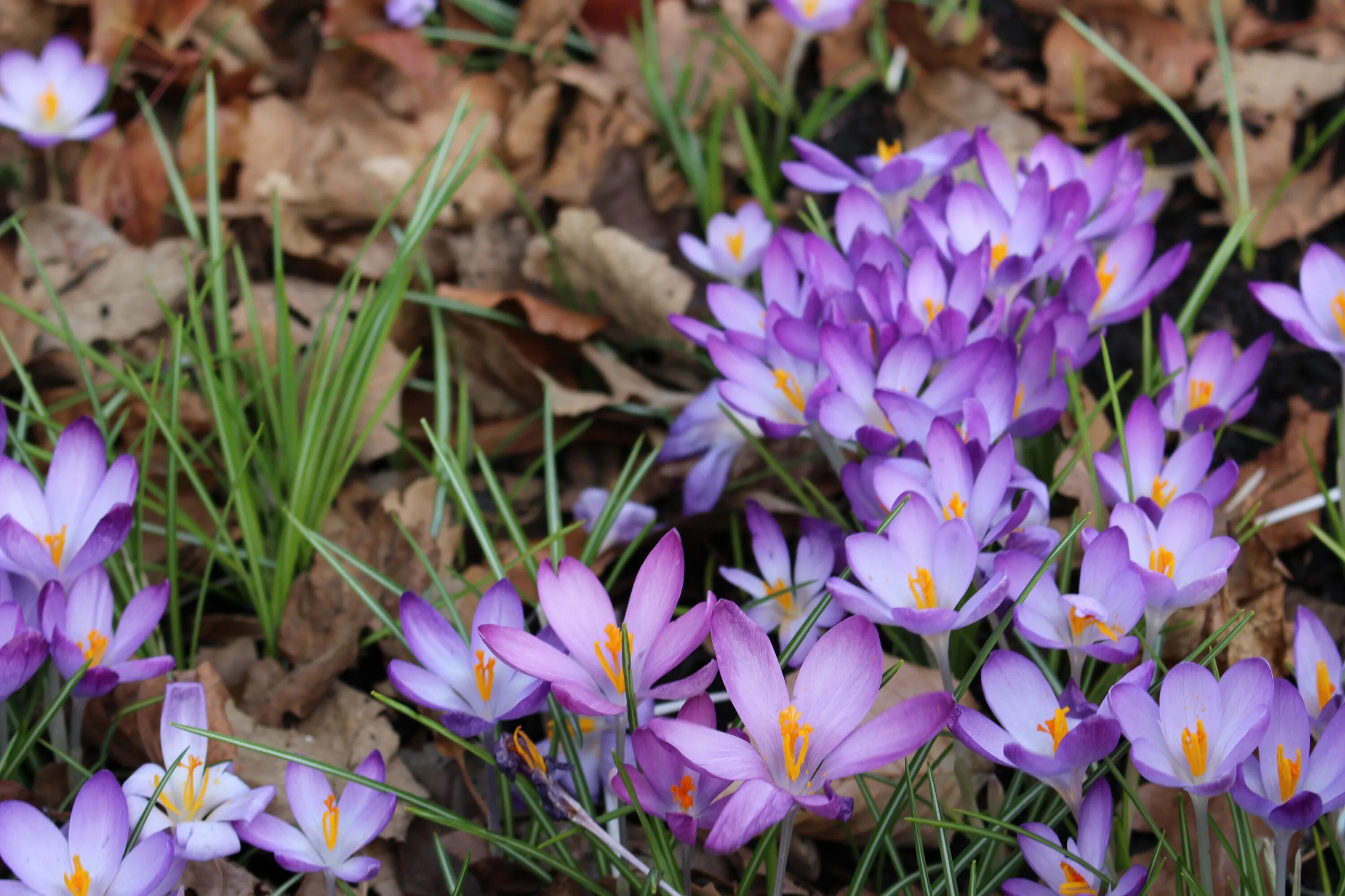 Крокус город где. Crocus vernus. Crocus vernus l Hill. Крокус Вангард. Крокус весенний Литтл Доррит.