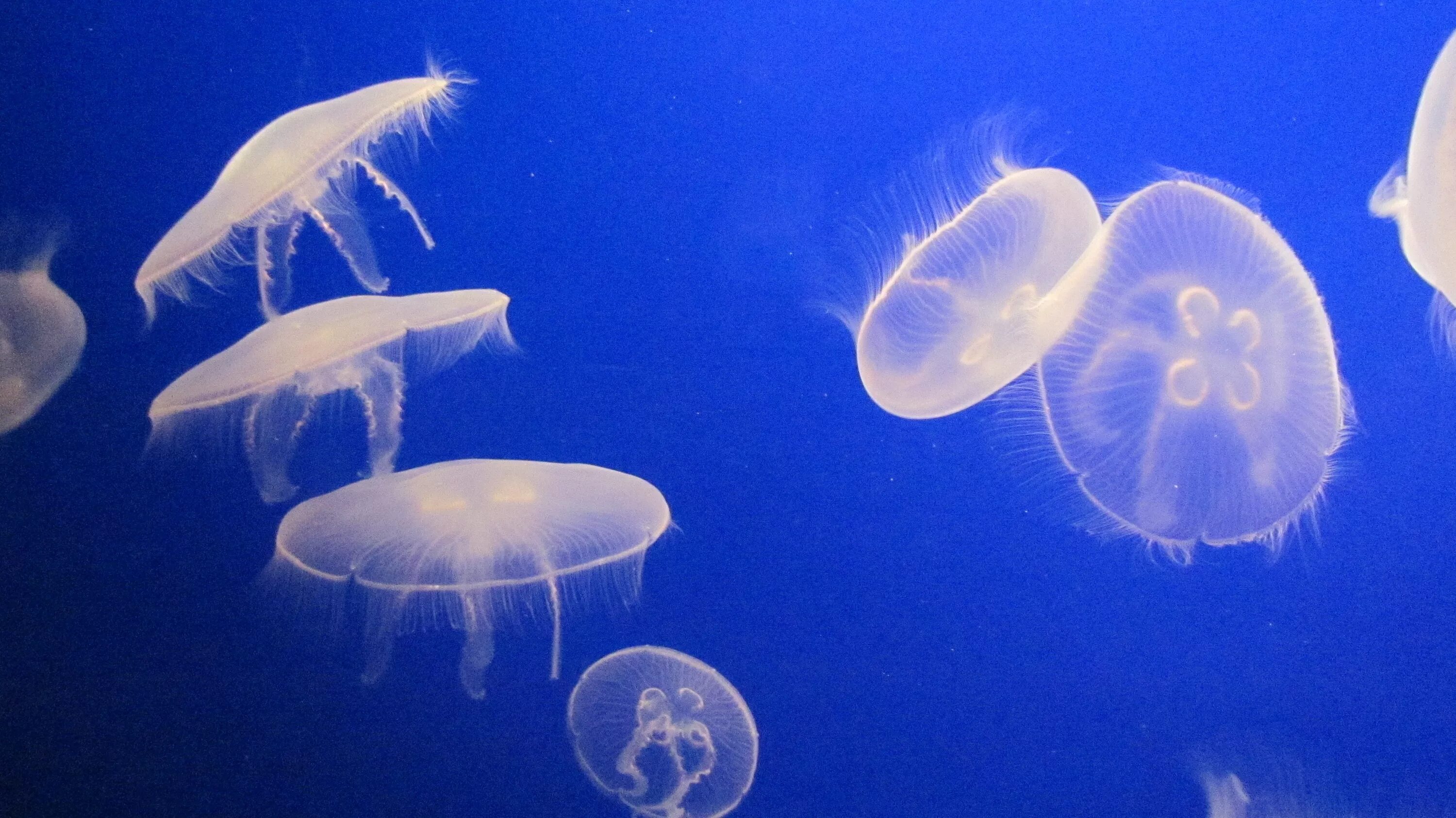 Группа морских организмов на дне океана. Морские организмы. Плоская медуза. Медузы черного моря.
