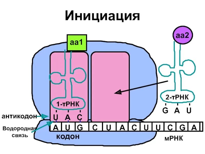 Инициация синтеза белка. Инициация биосинтеза белка. Инициация синтеза белков. Инициация начало синтеза. Инициация белка