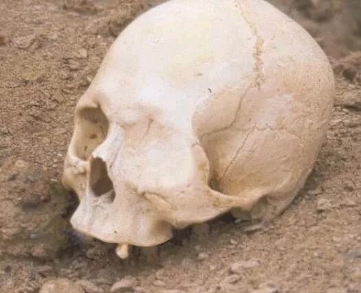 Гамлет череп 5 букв. Лемурийцы атланты кости. гигантские черепа людей. останки бедного йорика 5 букв.