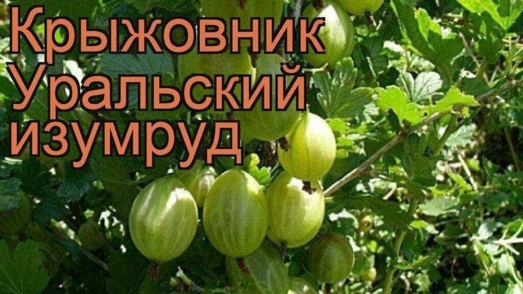 Крыжовник уральский изумруд описание сорта отзывы. Крыжовник сорт Уральский изумруд. Крыжовник бесшипный Уральский изумруд. Крыжовник Северный изумруд. Крыжовник сорт изумрудный.