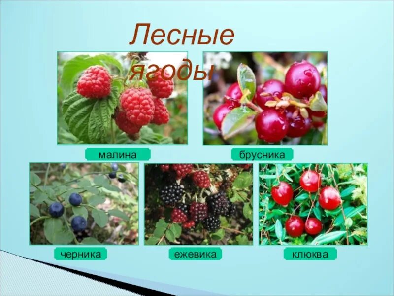 Кустарнички черника брусника. Съедобные ягоды. Брусника якутск. Что съедобного растет в лесу. Лесные ягоды.