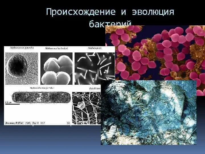 Происхождение бактерий. Эволюция микроорганизмов. Развитие бактерий. Возникновение бактерий. Этапы эволюции микроорганизмов.