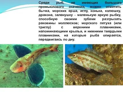 Моря имеющие промысловое значение