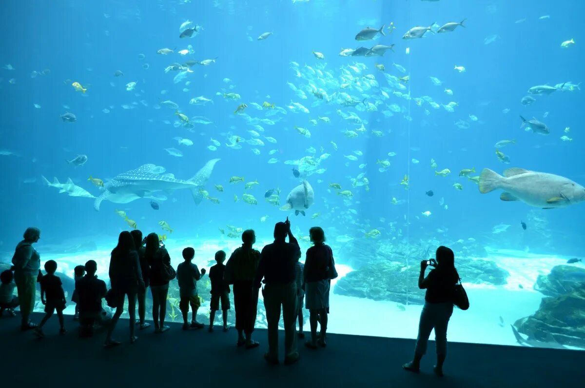 Океанариум Джорджии Атланта. Океанариум Georgia Aquarium. Аквариум в штате Джорджия. США. Атланта, Джорджия. Аквариум Джорджии..