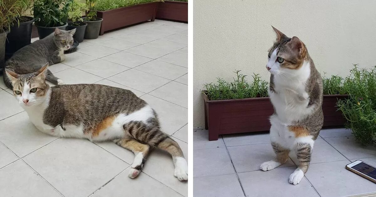 Кошка без лап. Протезы для кошек задняя лапа. Дзен кот без лап. Найден кобель рыжий. Двулапый кот.