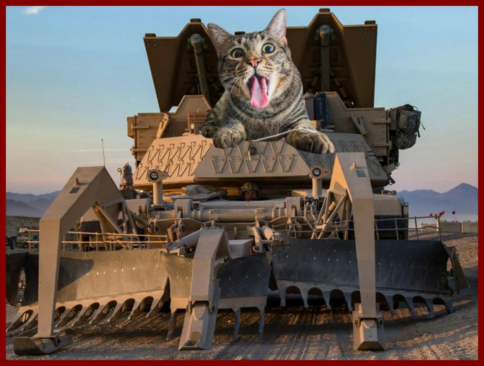 Army cat