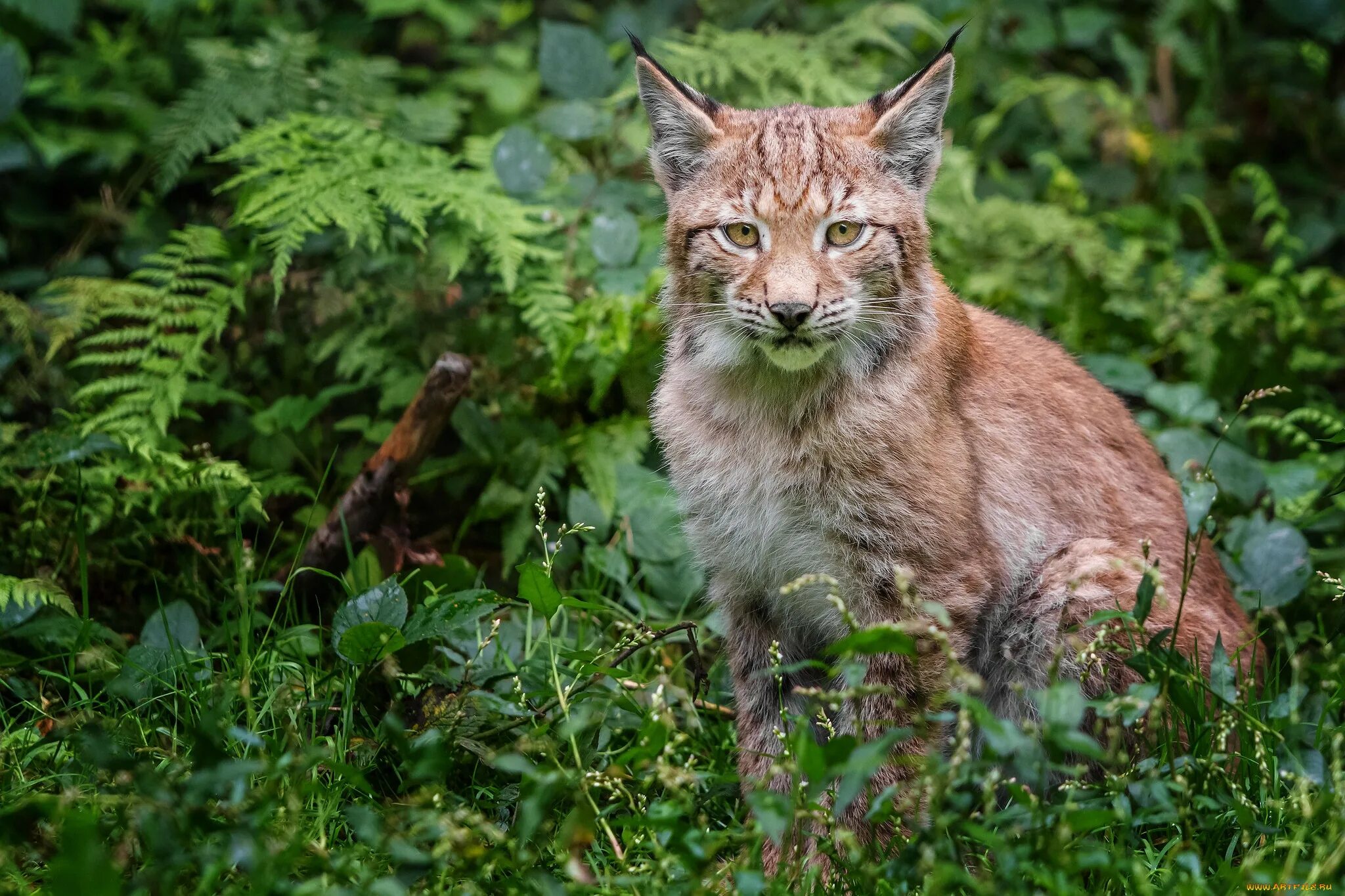 Животные Рысь. Северные кошки Дикие. Фото рыси в лесу. Самые удивительные факты о рысях.